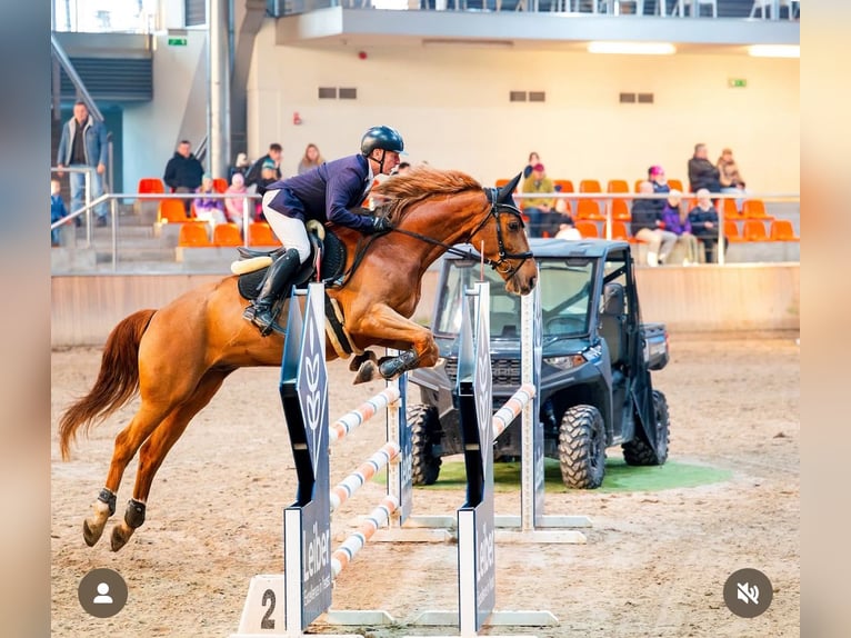 Polnisches Halbblut Wallach 9 Jahre 166 cm Fuchs in Gdańsk