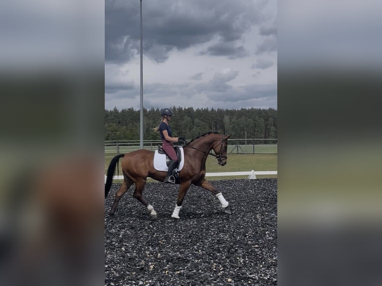Polnisches Halbblut Wallach 9 Jahre 167 cm Brauner in Zajaczkowo
