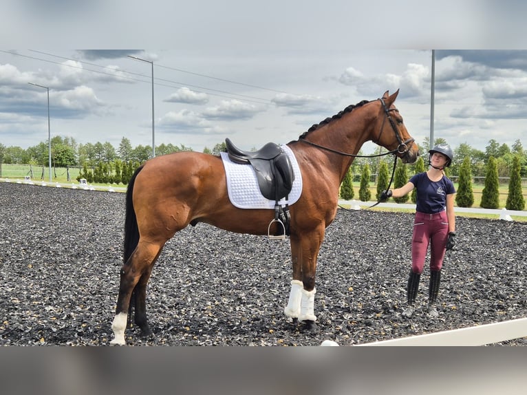 Polnisches Halbblut Wallach 9 Jahre 167 cm Brauner in Zajaczkowo