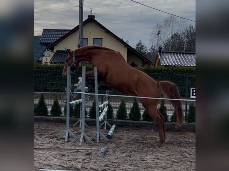 Polnisches Halbblut Wallach 9 Jahre 168 cm Fuchs in Boron&#xF3;w