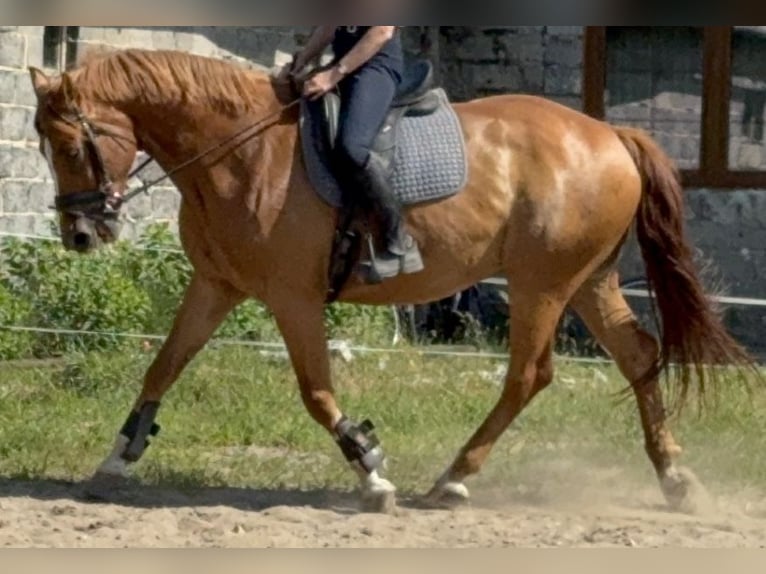 Polnisches Halbblut Wallach 9 Jahre 168 cm Fuchs in Boron&#xF3;w