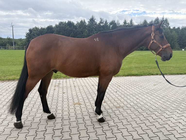 Polnisches Halbblut Wallach 9 Jahre 170 cm Brauner in Czarna Huta