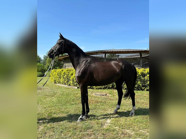 Polnisches Halbblut Wallach 9 Jahre 170 cm Rappe in Walewice