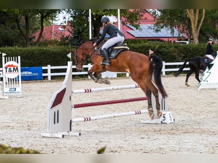 Polnisches Halbblut Wallach 9 Jahre 170 cm Rotbrauner in Budzistowo