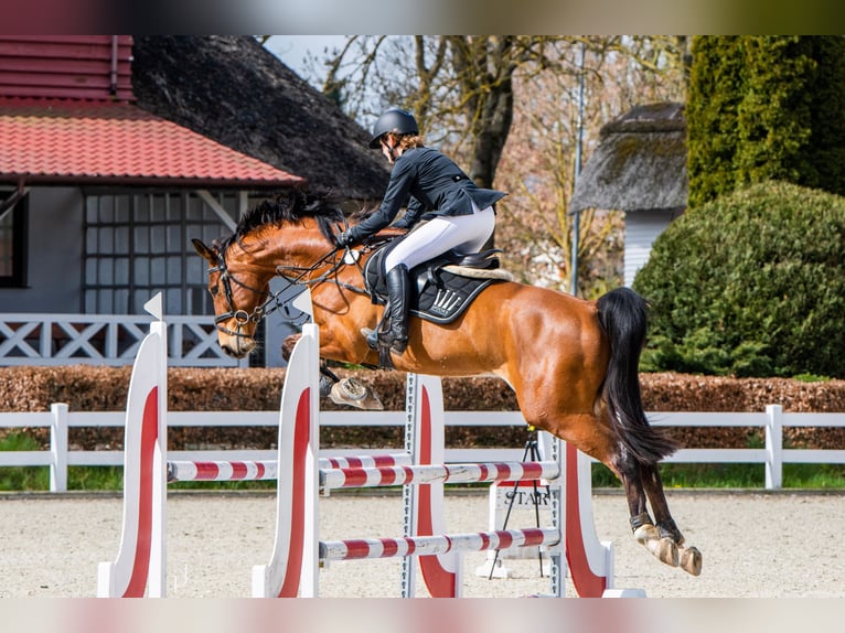 Polnisches Halbblut Wallach 9 Jahre 170 cm Rotbrauner in Budzistowo