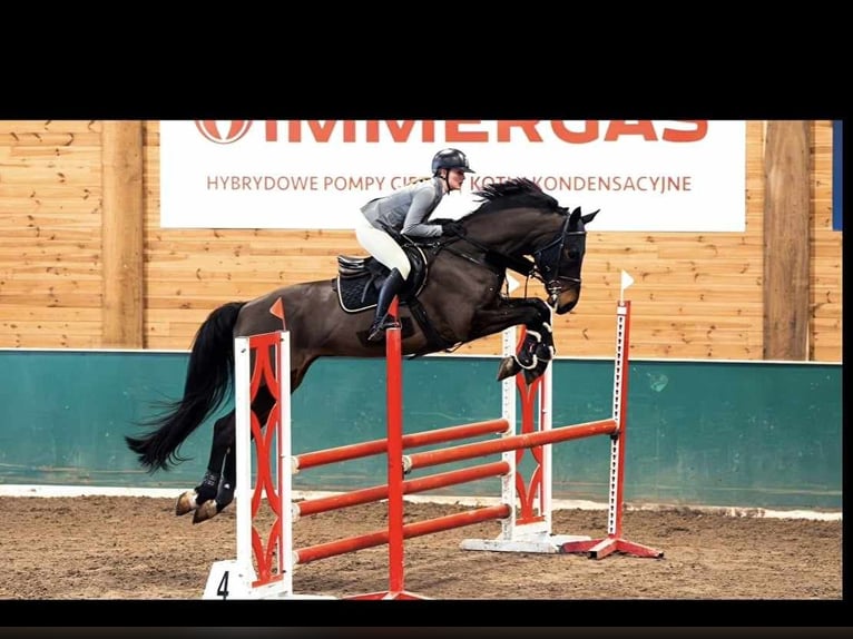 Polnisches Halbblut Wallach 9 Jahre 173 cm Brauner in Konin