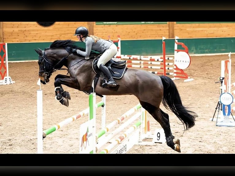 Polnisches Halbblut Wallach 9 Jahre 173 cm Brauner in Konin