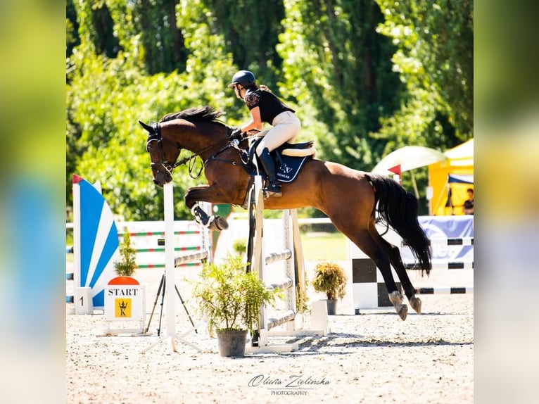 Polnisches Halbblut Wallach 9 Jahre 175 cm Brauner in Nowy Janków