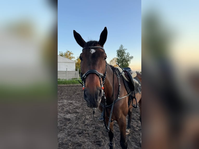 Polnisches Halbblut Wallach 9 Jahre 175 cm Brauner in Nowy Janków