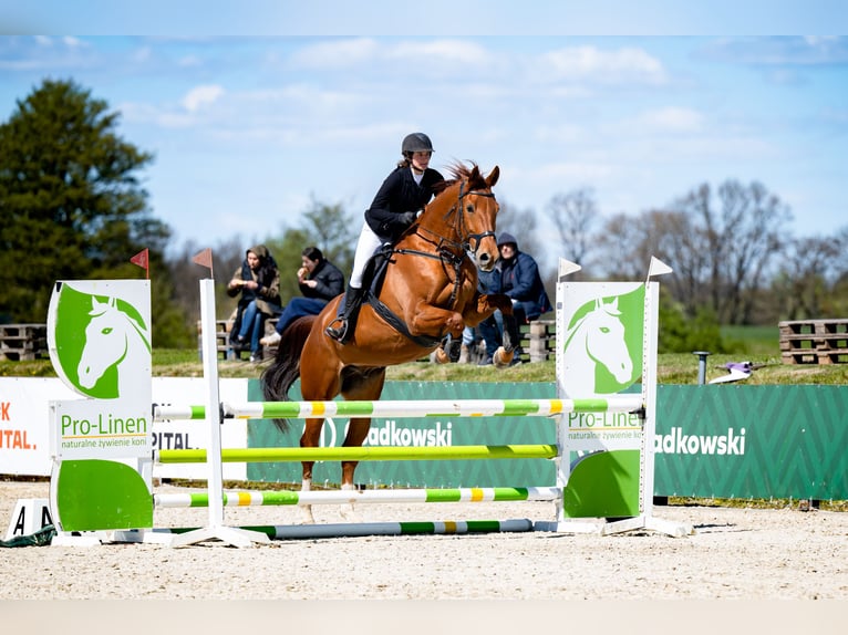 Polnisches Halbblut Wallach 9 Jahre 175 cm Fuchs in Dziuplina