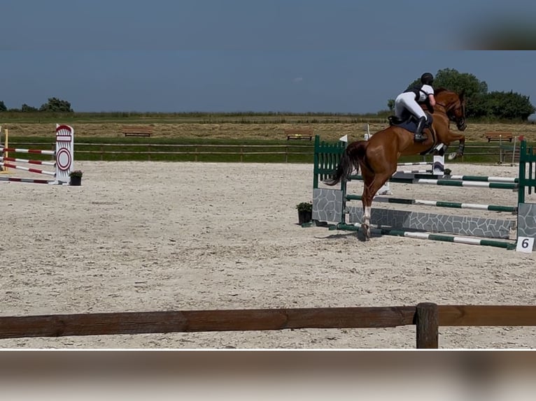 Polnisches Halbblut Wallach 9 Jahre 175 cm Fuchs in Dziuplina