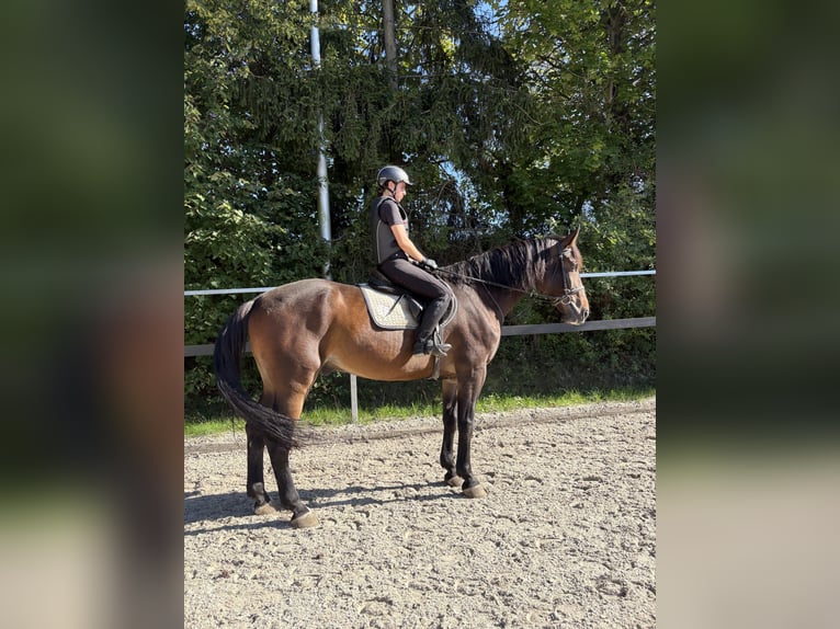 Polnisches Halbblut Wallach 9 Jahre 175 cm Rotbrauner in Krak&#xF3;w