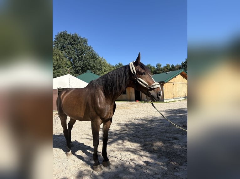 Polnisches Halbblut Wallach 9 Jahre 175 cm Rotbrauner in Krak&#xF3;w