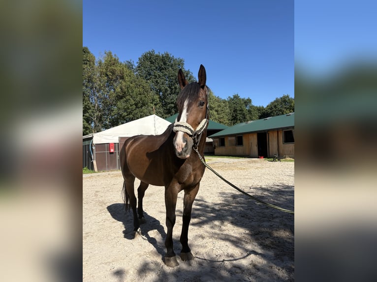 Polnisches Halbblut Wallach 9 Jahre 175 cm Rotbrauner in Krak&#xF3;w