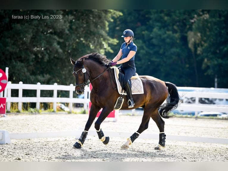 Polnisches Halbblut Wallach 9 Jahre 175 cm Schwarzbrauner in Świętoszowice