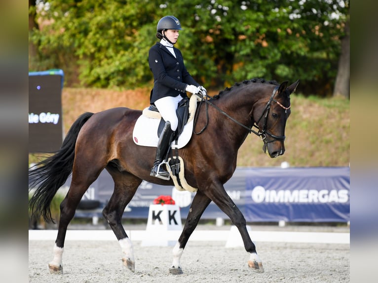 Polnisches Halbblut Wallach 9 Jahre 175 cm Schwarzbrauner in Świętoszowice