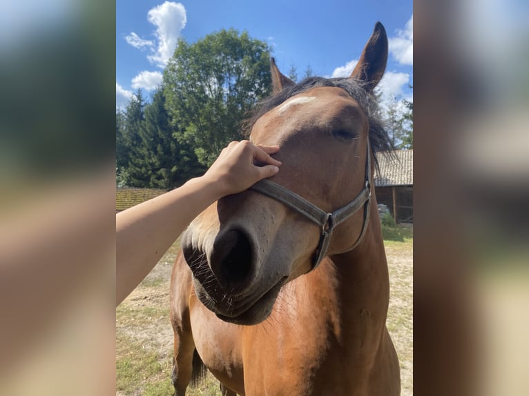 Polnisches Kaltblut Mix Hengst 1 Jahr 160 cm Rotbrauner in &#x141;adzy&#x144;