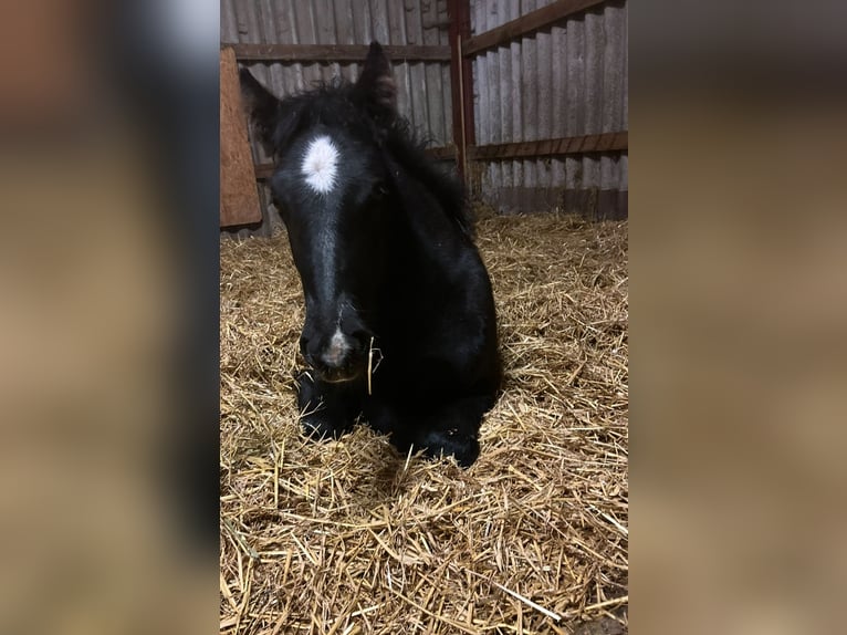 Polnisches Kaltblut Mix Hengst 1 Jahr 165 cm Rappe in Friesoythe