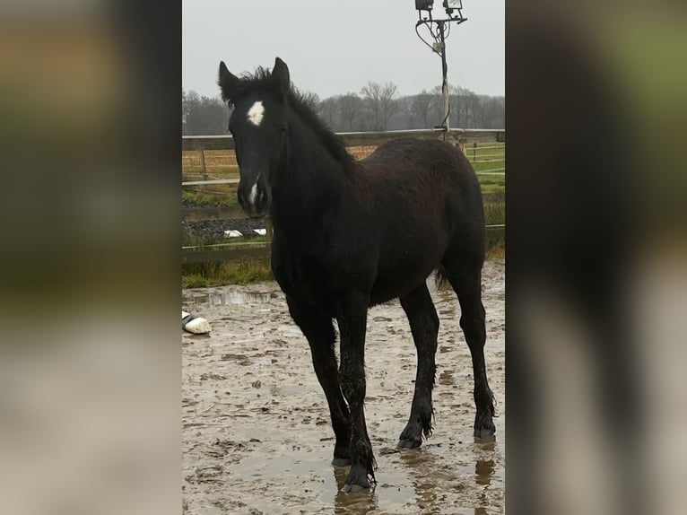 Polnisches Kaltblut Mix Hengst 1 Jahr 165 cm Rappe in Friesoythe