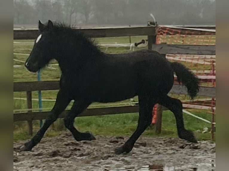 Polnisches Kaltblut Mix Hengst 1 Jahr 165 cm Rappe in Friesoythe