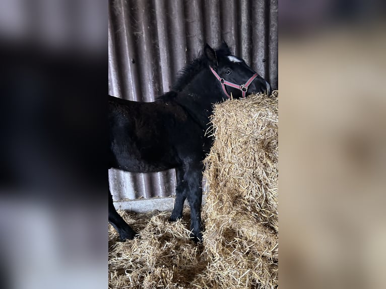 Polnisches Kaltblut Mix Hengst 1 Jahr 165 cm Rappe in Friesoythe