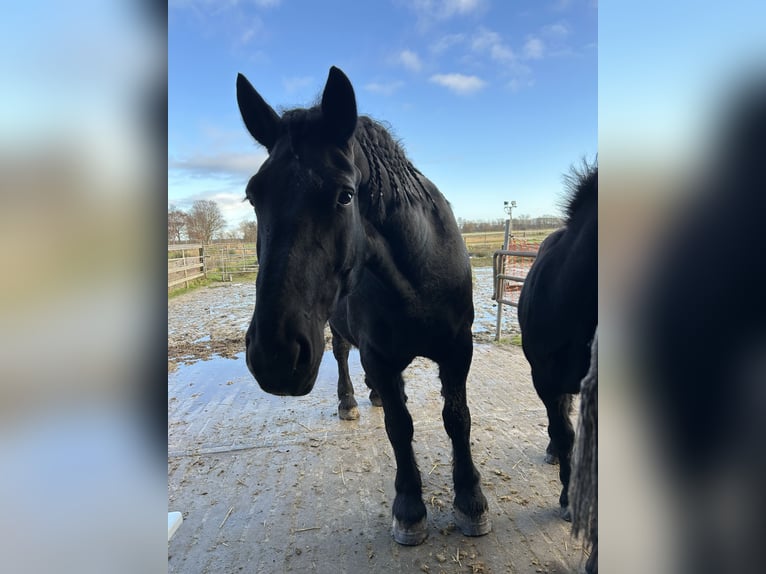 Polnisches Kaltblut Mix Hengst 1 Jahr 165 cm Rappe in Friesoythe