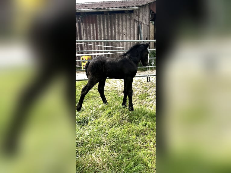 Polnisches Kaltblut Mix Hengst 1 Jahr 165 cm Rappe in Friesoythe