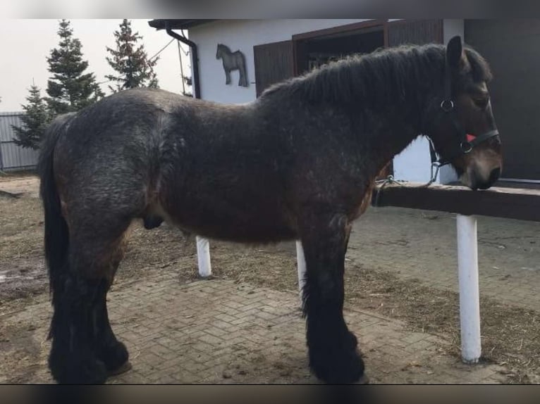 Polnisches Kaltblut Hengst 2 Jahre 157 cm Roan-Bay in M&#x141;AWA