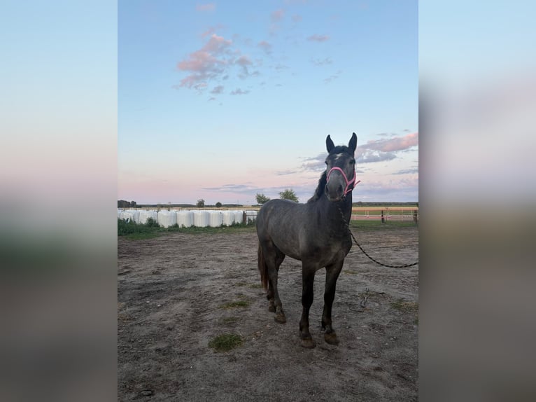 Polnisches Kaltblut Mix Hengst 2 Jahre 168 cm Schimmel in Słupca