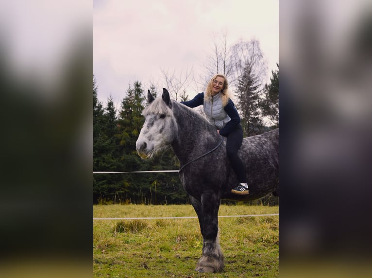 Polnisches Kaltblut Hengst 4 Jahre 180 cm Apfelschimmel in Jeleśnia