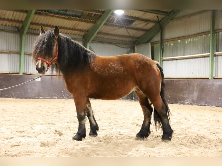 Polnisches Kaltblut Hengst 6 Jahre 165 cm Dunkelbrauner in Emsbüren