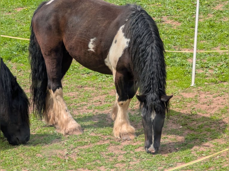 Polnisches Kaltblut Hengst 7 Jahre 155 cm Schecke in Nentershausen