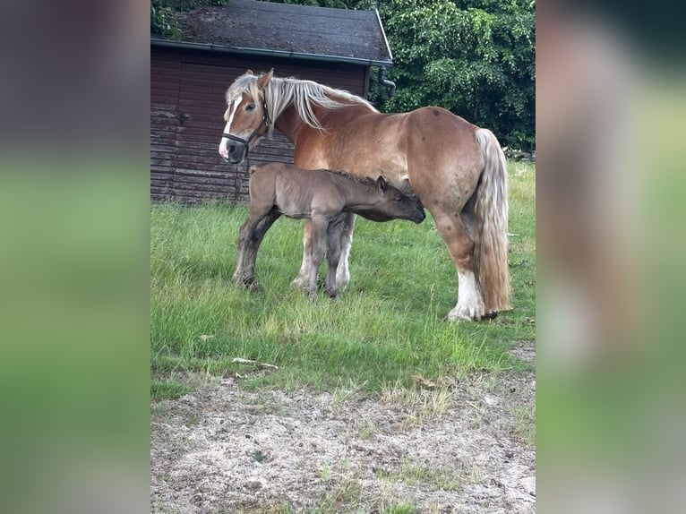 Polnisches Kaltblut Hengst  158 cm Falbe in Winsen (Aller)