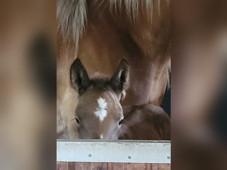 Polnisches Kaltblut Hengst  158 cm Falbe in Winsen (Aller)
