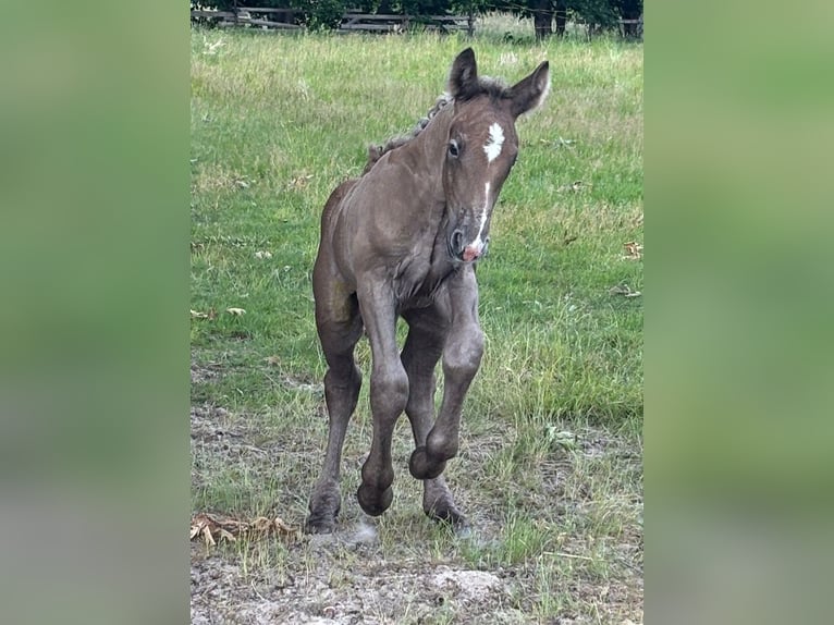 Polnisches Kaltblut Hengst  158 cm Falbe in Winsen (Aller)