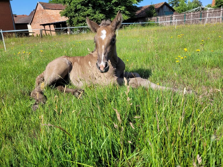 Polnisches Kaltblut Hengst  158 cm Falbe in Winsen (Aller)
