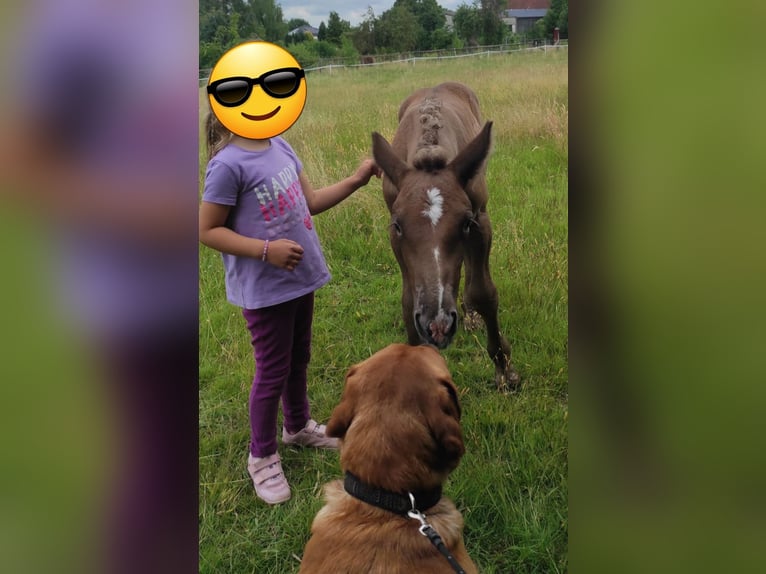 Polnisches Kaltblut Hengst  158 cm Falbe in Winsen (Aller)