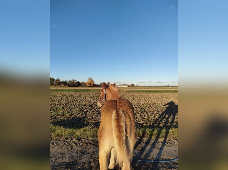 Polnisches Kaltblut Hengst Fohlen (09/2025) 160 cm Fuchs in Studzianka