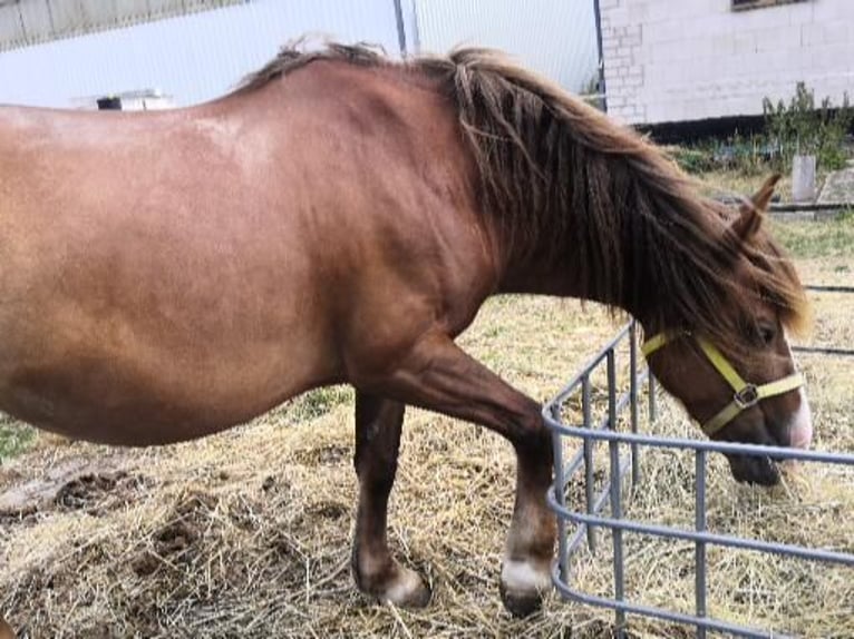 Polnisches Kaltblut Mix Stute 10 Jahre 150 cm Dunkelfuchs in Dessau