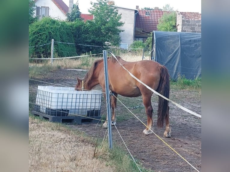 Polnisches Kaltblut Mix Stute 10 Jahre 150 cm Dunkelfuchs in Dessau
