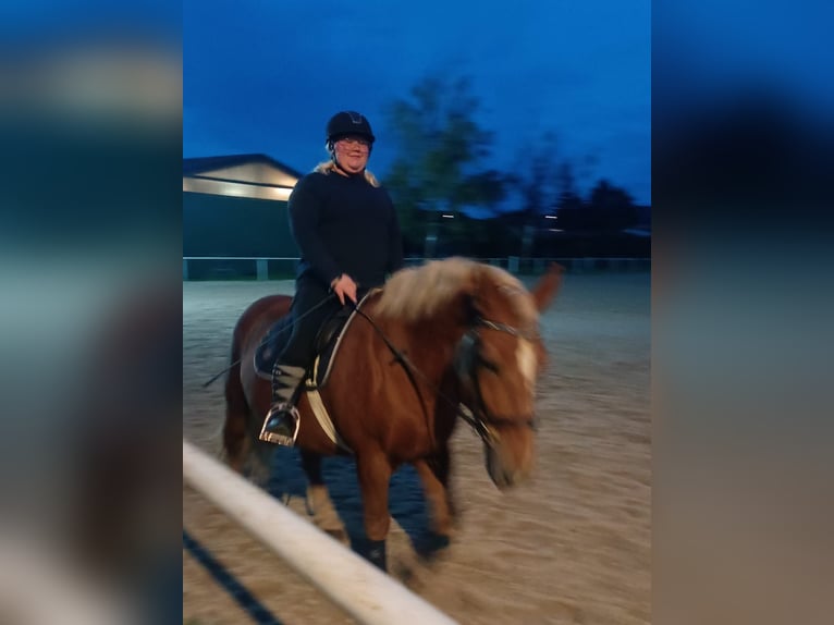 Polnisches Kaltblut Stute 10 Jahre 150 cm Fuchs in Ronneburg