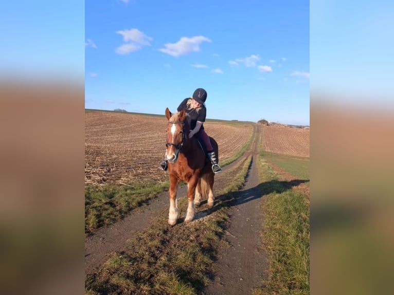 Polnisches Kaltblut Stute 10 Jahre 151 cm Fuchs in RonneburgRonneburg