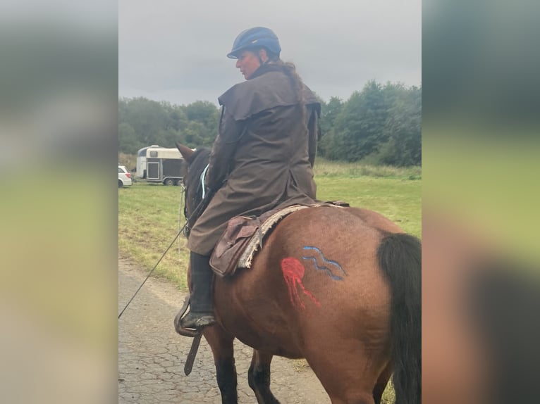 Polnisches Kaltblut Stute 10 Jahre 155 cm Brauner in Herborn