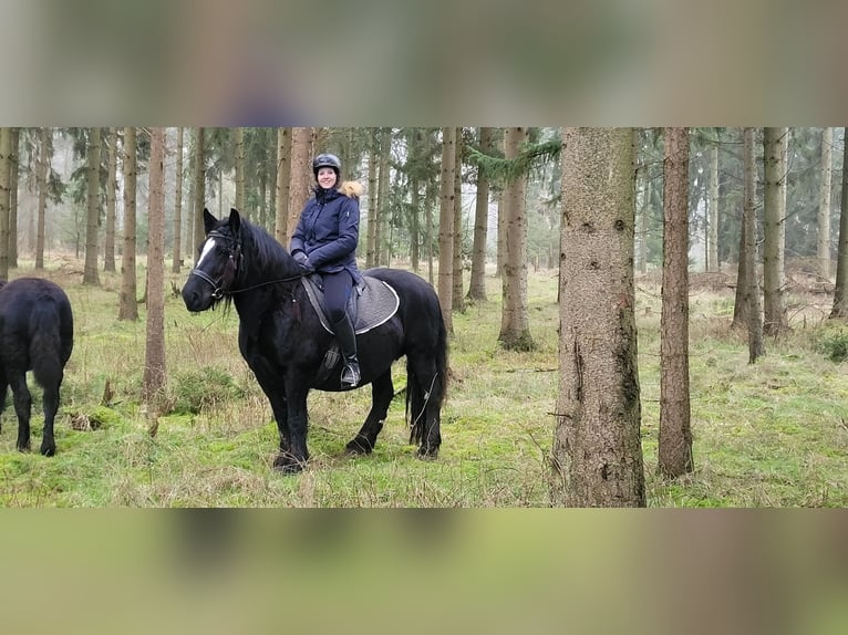 Polnisches Kaltblut Stute 10 Jahre 155 cm Rappe in Sarau