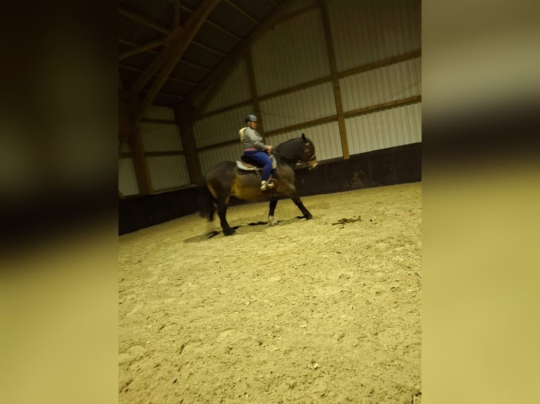 Polnisches Kaltblut Stute 10 Jahre 157 cm Brauner in Meppen