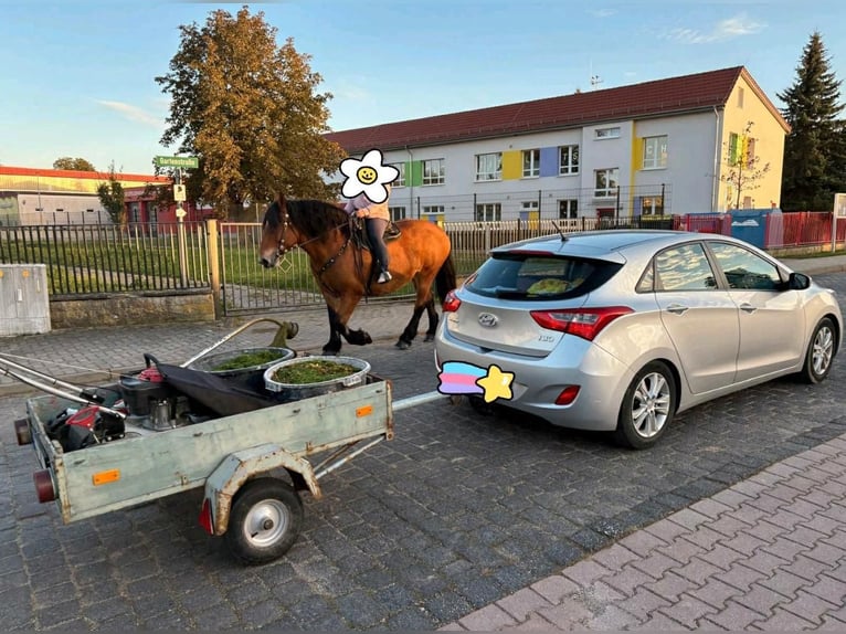 Polnisches Kaltblut Stute 10 Jahre 160 cm Brauner in Gleina