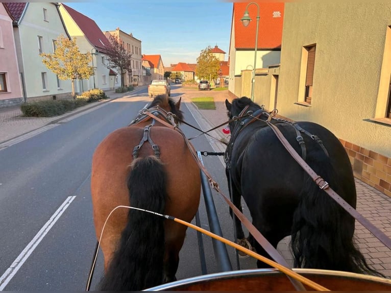 Polnisches Kaltblut Stute 10 Jahre 160 cm Brauner in Gleina