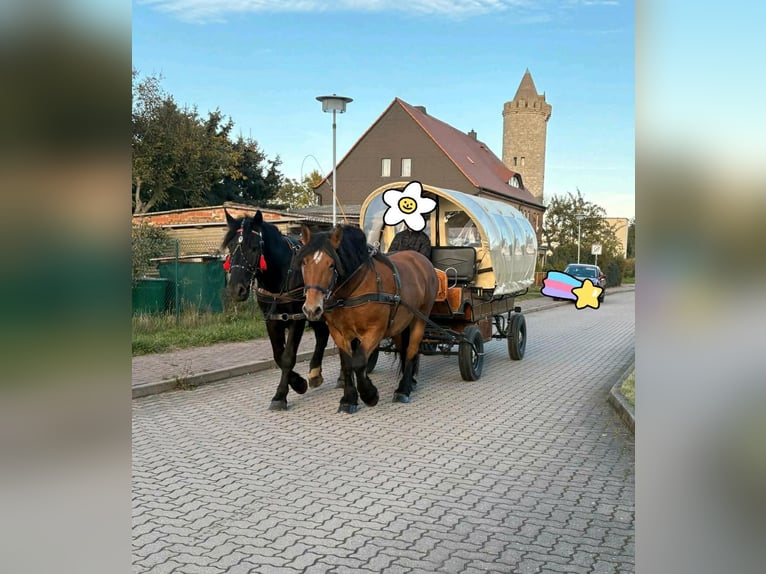 Polnisches Kaltblut Stute 10 Jahre 160 cm Brauner in Gleina