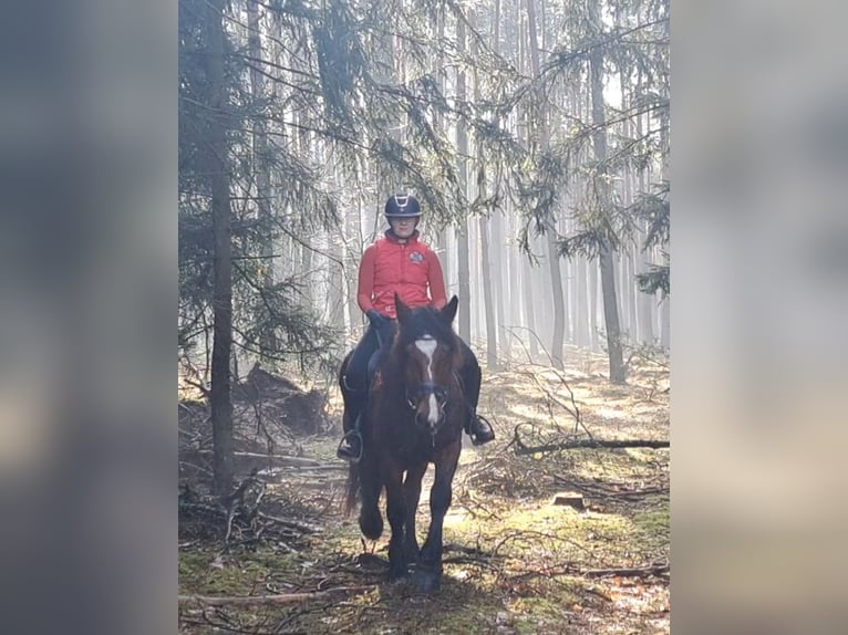 Polnisches Kaltblut Mix Stute 10 Jahre 160 cm Brauner in FORST