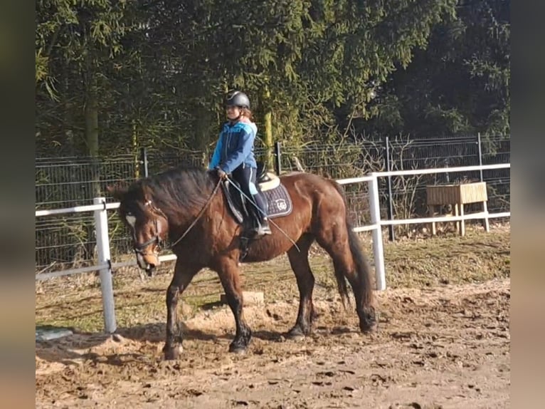 Polnisches Kaltblut Mix Stute 10 Jahre 160 cm Brauner in FORST